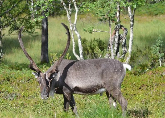 Castillo Moitakuru Tatil Evi Saariselka